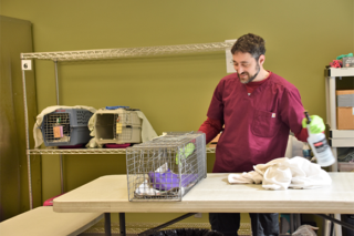 Man working with cats