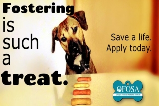 Oregon Friends of Shelter Animals foster a dog