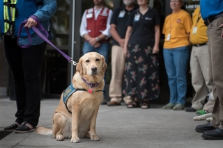 Photo of a support dog